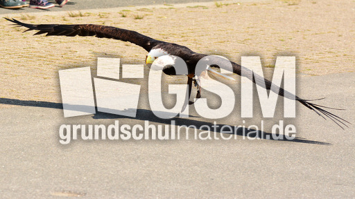 Weißkopf-Seeadler (23).jpg